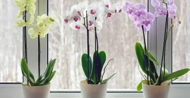 Orkide nasıl çoğaltılır? Çiçekçilerin sır gibi sakladığı yöntem