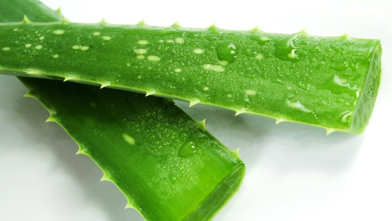 Aloe veranın hiç bilmediğiniz kullanım alanları! Cilt bakımından saç sorunlarına kadar faydası bulunuyor
